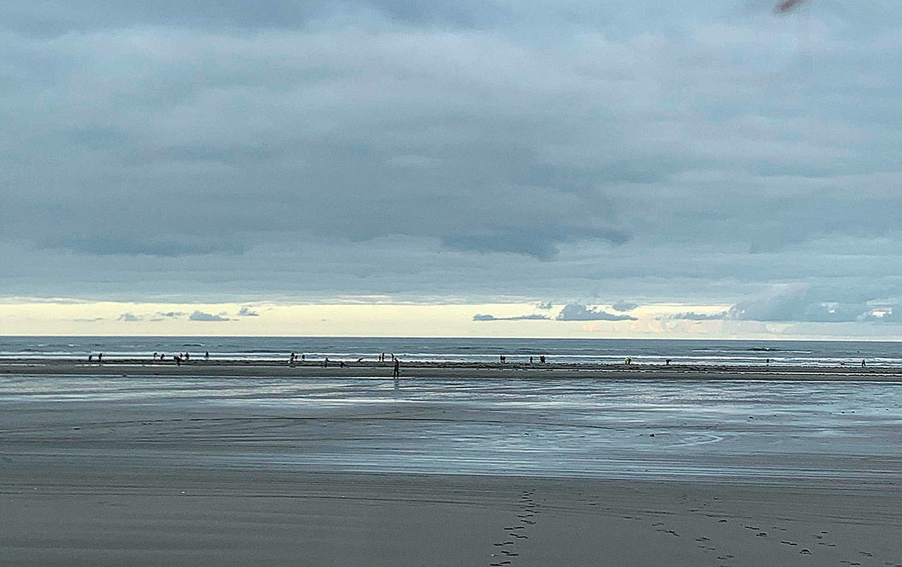 The view of razor clam diggers at Mocrocks Beach Wednesday, May 26. (Courtesy Kim Lynch)